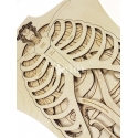 Anatomy for Laser Cutting