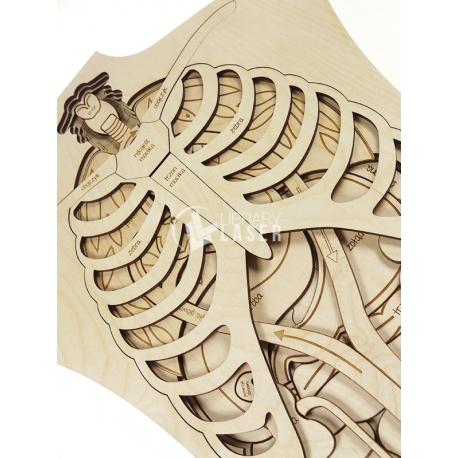 Anatomy for Laser Cutting