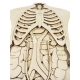 Anatomy for Laser Cutting