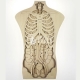 Anatomy for Laser Cutting