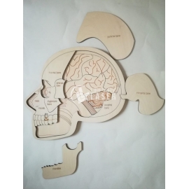 Anatomy skull for Laser Cutting