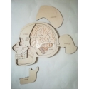 Anatomy skull for Laser Cutting