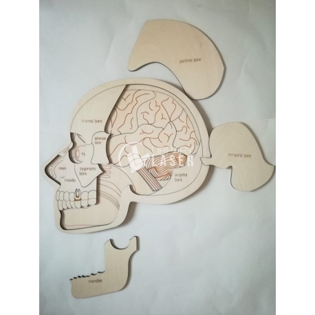 Anatomy skull for Laser Cutting