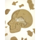 Anatomy skull for Laser Cutting