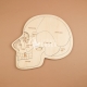 Anatomy skull for Laser Cutting