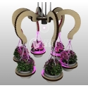 Plant holder