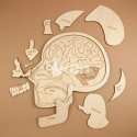 Anatomy Head Laser Cut File