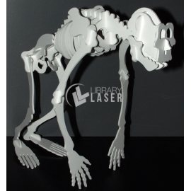 Esqueleto de Mono Diseño