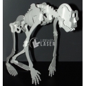 Monkey Skeleton Design